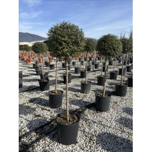 Vtáčí zob vždyzelený (Ligustrum Jonandrum) - výška 130-150 cm, kont. C18L (-10°C) NA KMIENKU